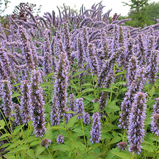 agastache foeniculum agastache foeniculum
